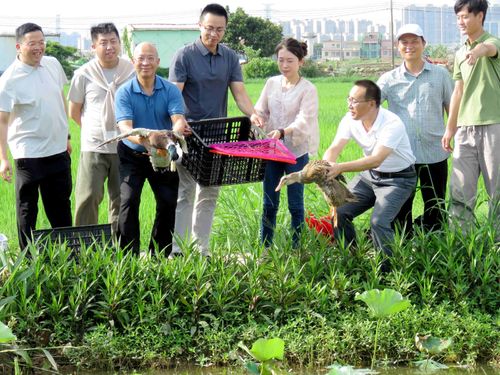 民进市委会副主委杨国明，市委会委员、社会服务工委主任胡文放麻鸭到荷花池.jpg